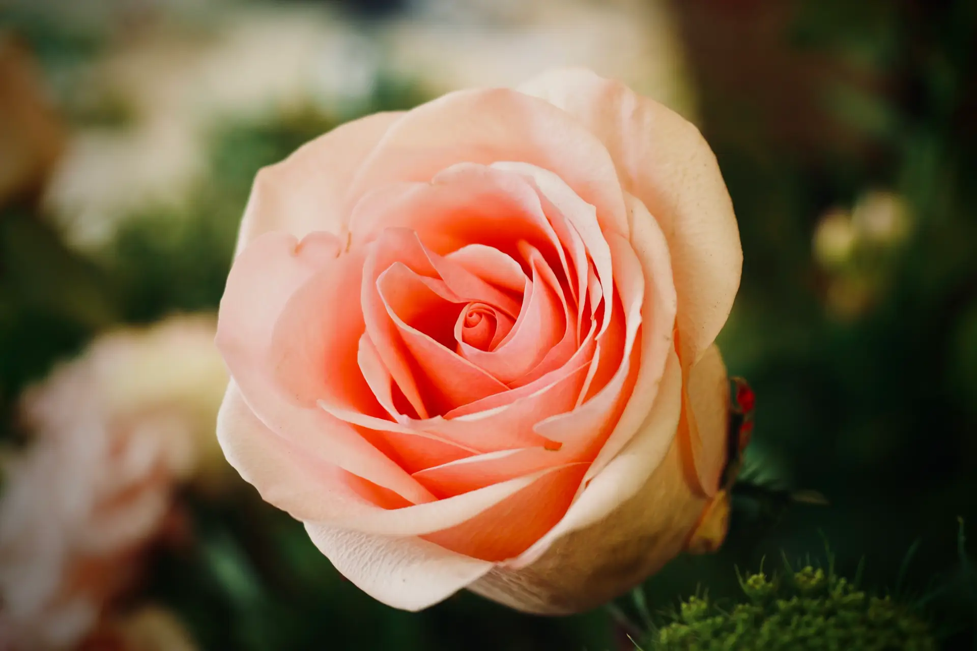 Galerie Niort fleuriste Châteauneuf-sur-Charente.